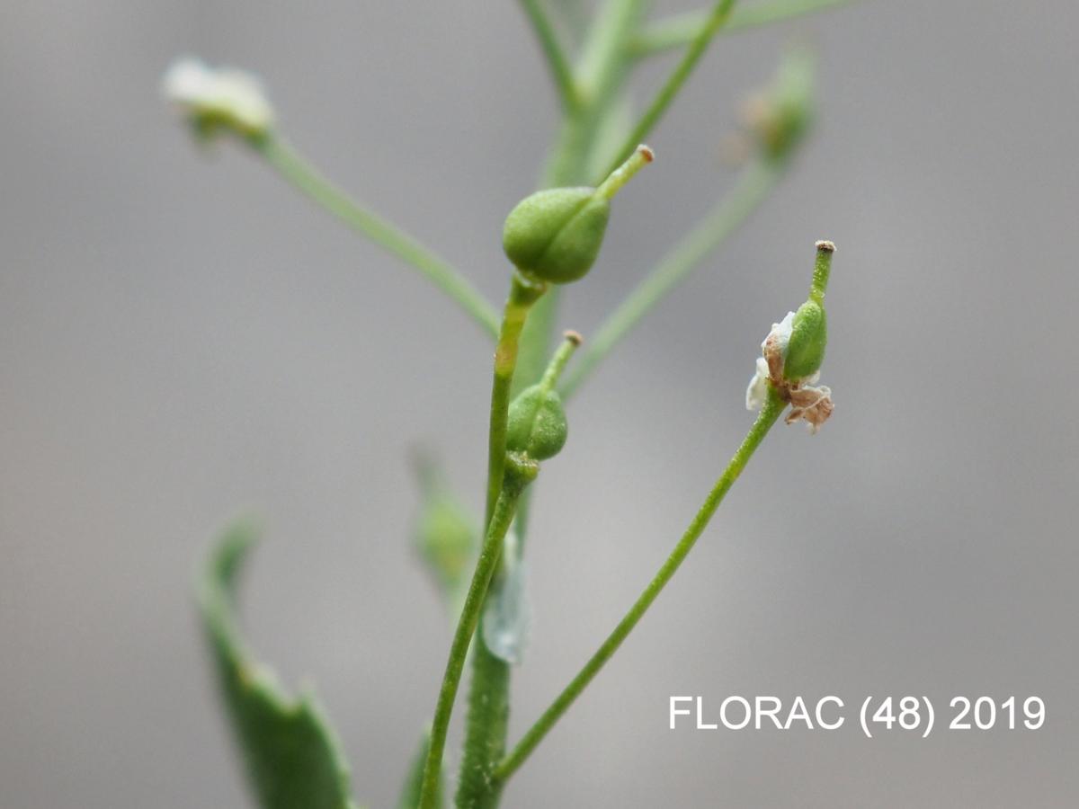 Pepperwort, Hoary fruit